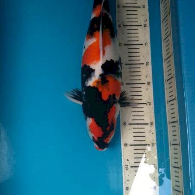 Showa sanshoku 50bu/49cm Female