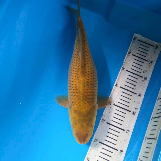 F1 Midorigoi 39cm (F)