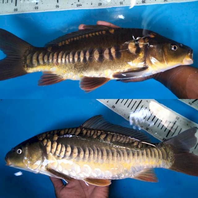 Chagoi aragoke 40cm (M)