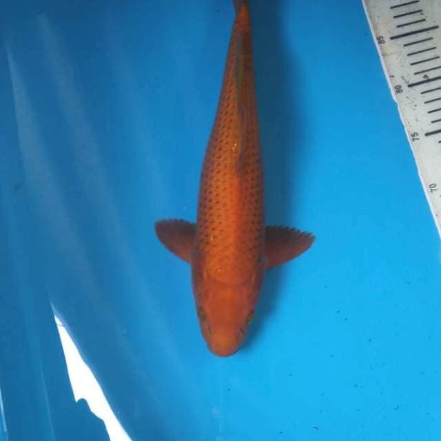 Chagoi 38cm (M)