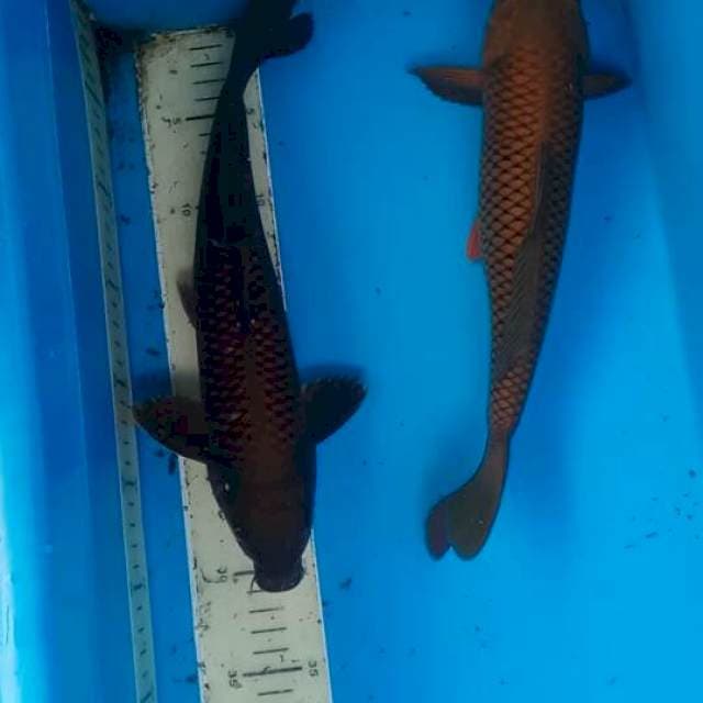 Duo Chagoi