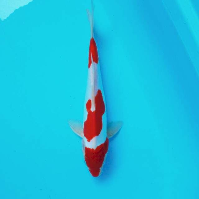 10. Doitsu Kohaku || 28 cm