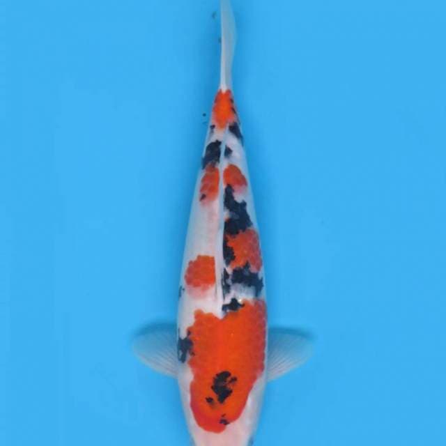 35cm , Taisho Sanke Jumbo Tosai