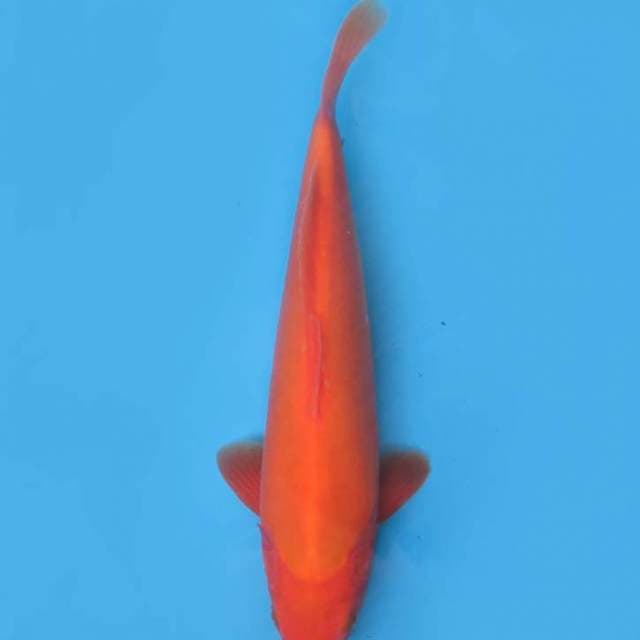 37cm , Beigoi Doitsu Mulus 