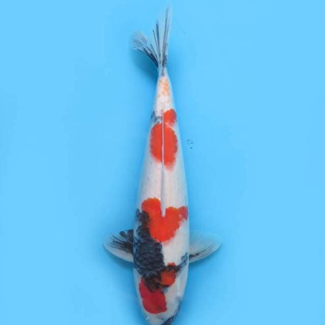 42cm , Sandan Kindai Showa 