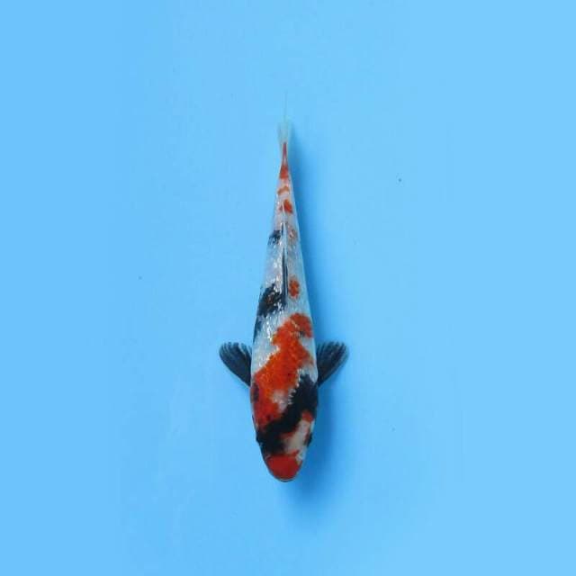 BKS ( GINRIN SHOWA 21 CM )