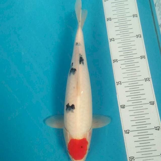 Tancho sanke, 32cm