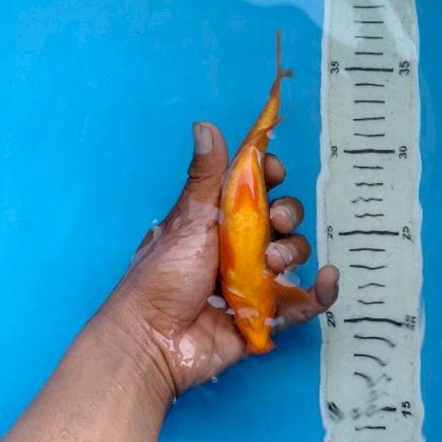 Benigoi doit 17cm