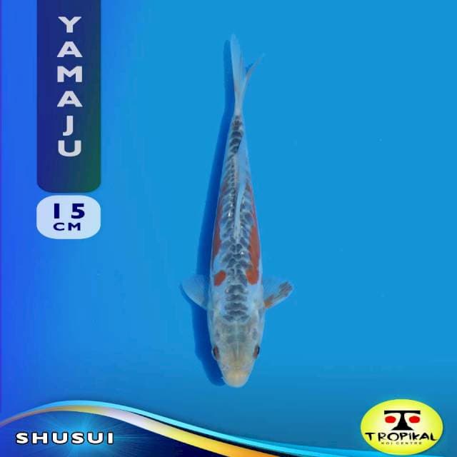 Shusui (Yamaju Farm) 15cm. Import & Sertifikat