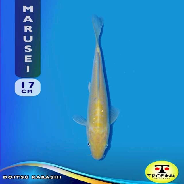 Doitsu Karashi (Marusei Farm) 17cm. Import & Breeder Sertifikat
