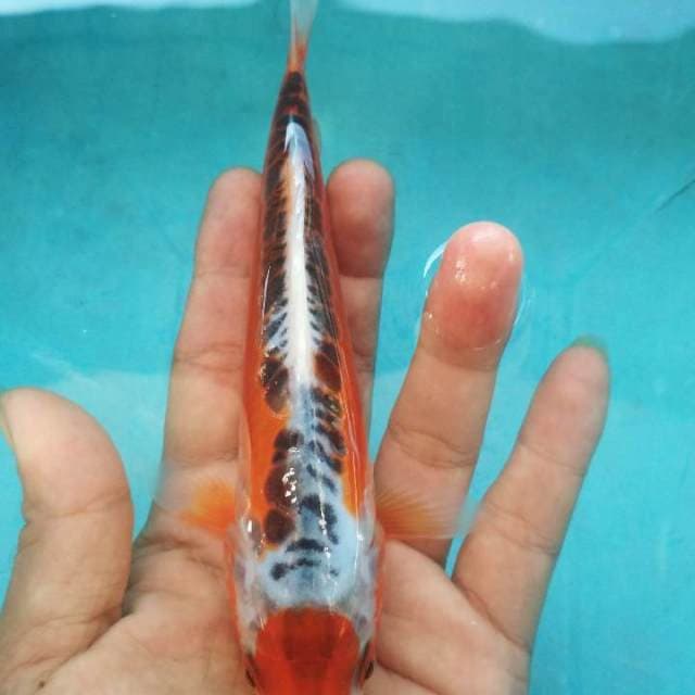 Maruten shusui