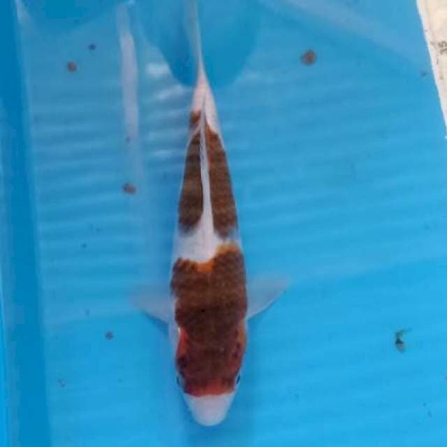 Goromo 