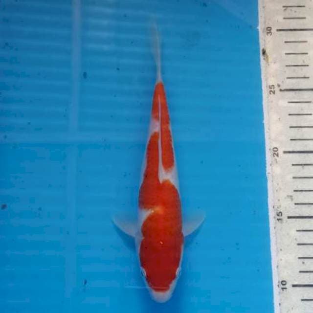 Kohaku