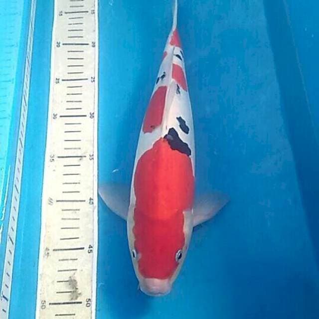 Sanke Doitsu, male 38 cm