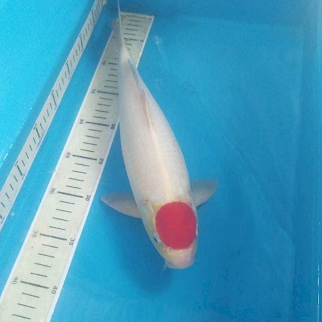 Tancho Kohaku, male 38 cm