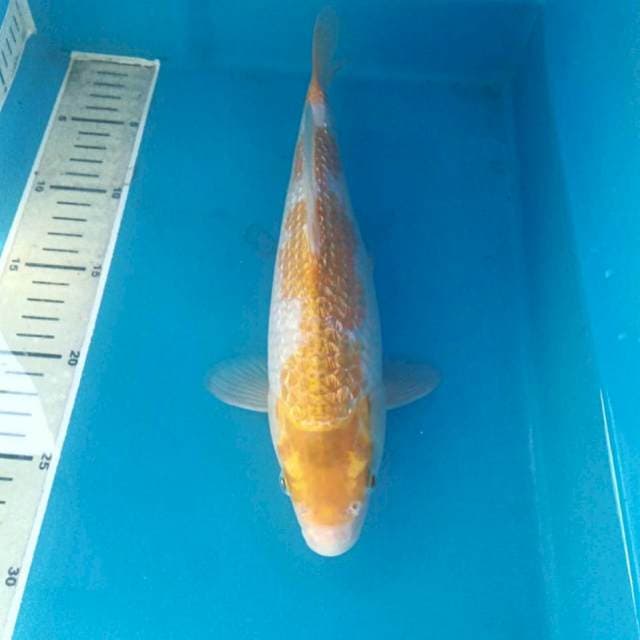 Rare Kijiro Ginrin, male 29 cm