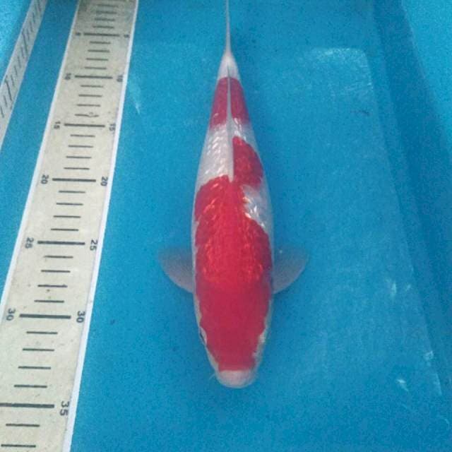 Kohaku Ginrin, male 30 cm