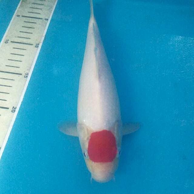 Tancho Kohaku, male 27 cm