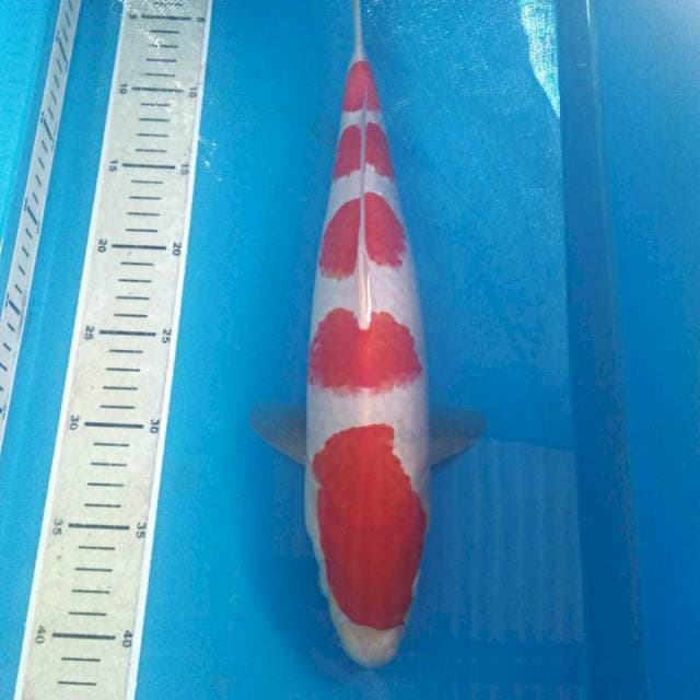Godan Kohaku, male 38 cm