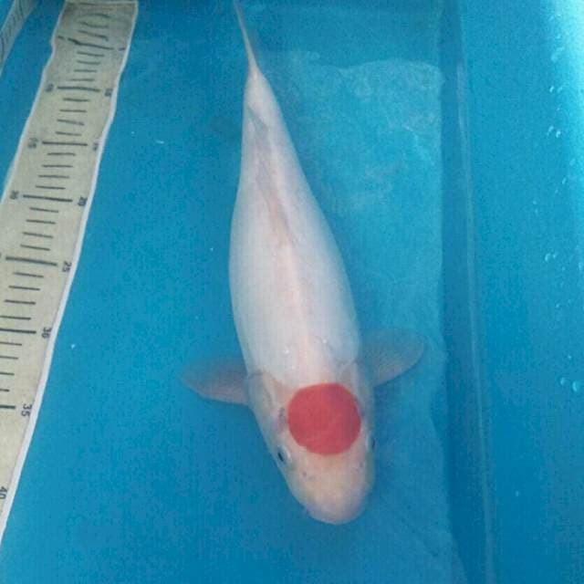 Tancho Kohaku Doitsu, 38 cm