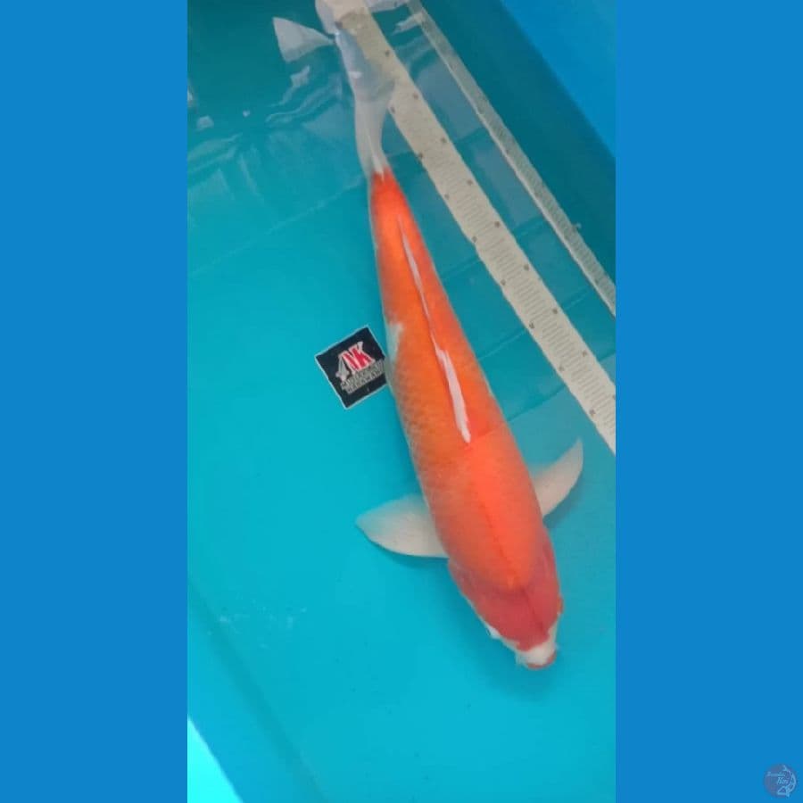 Kohaku Import Sakai