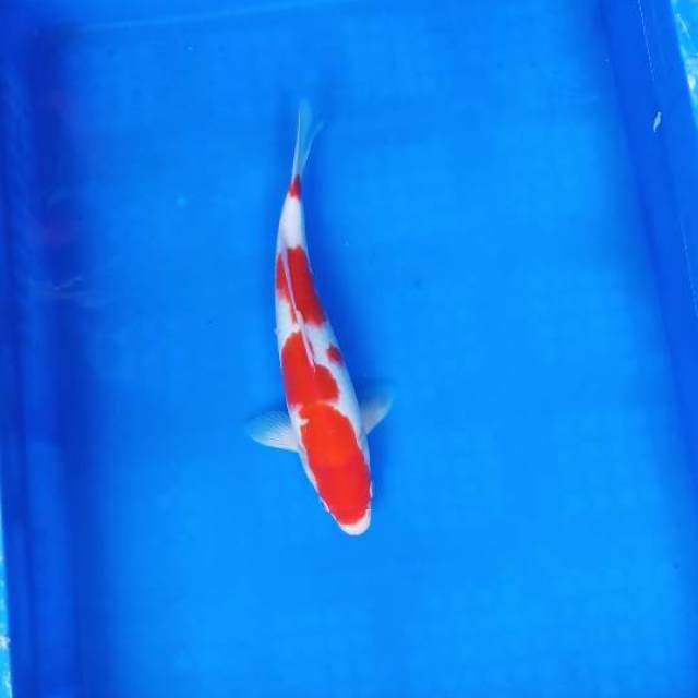 Kohaku
