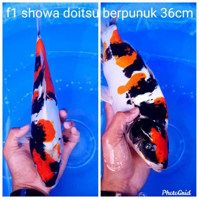 Showa doitsu murni