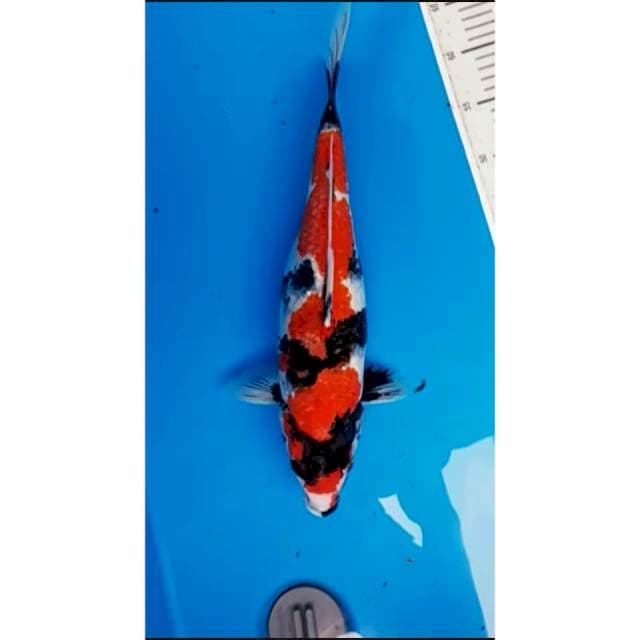 Showa 43cm