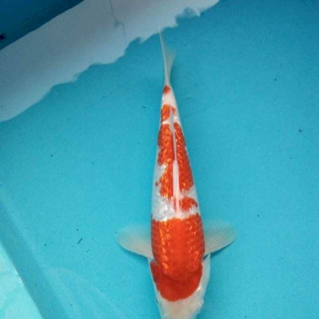 Kohaku gindrin