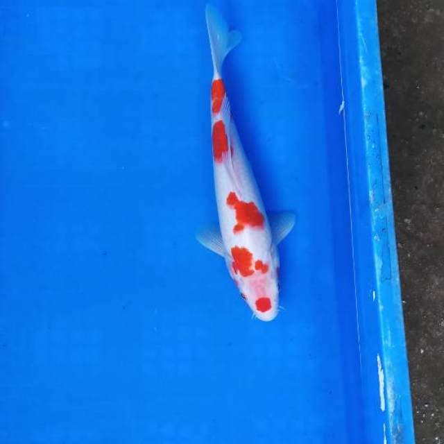 Kohaku 