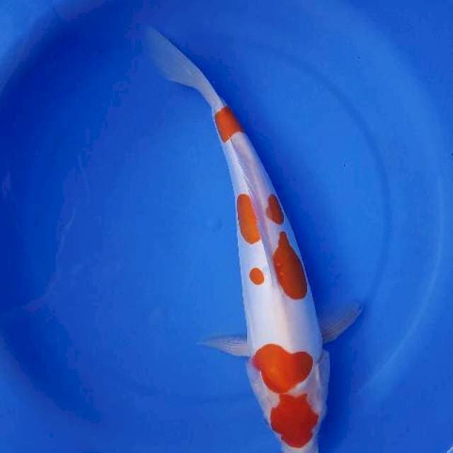 Kohaku doitsu