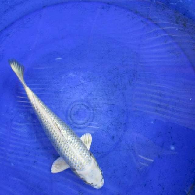 Mukasi ogon ginrin ±24cm