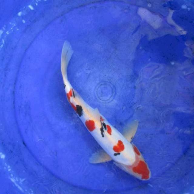 Doitsu murni ±34cm ori