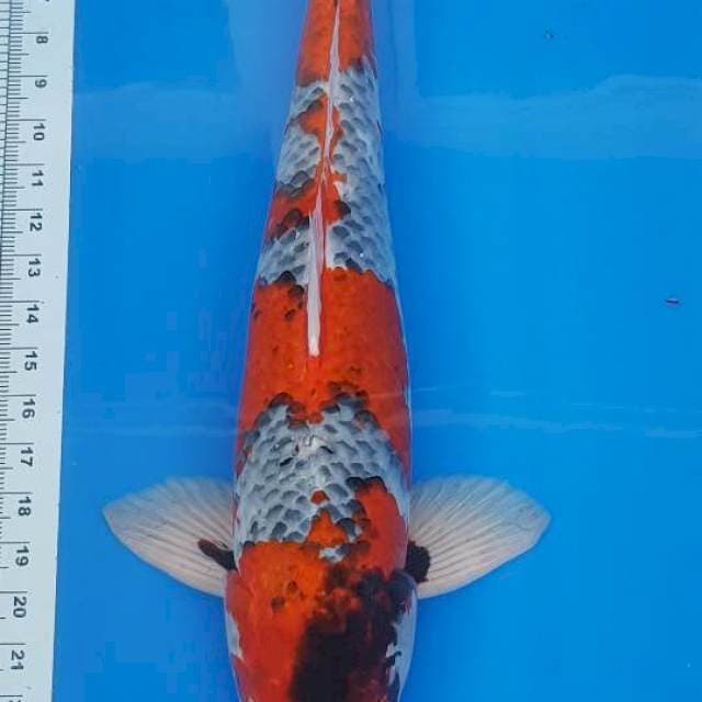 JUMBO GHOSIKI 57CM