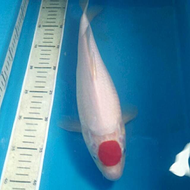 Tancho Kohaku Bakat Jumbo, 37 cm