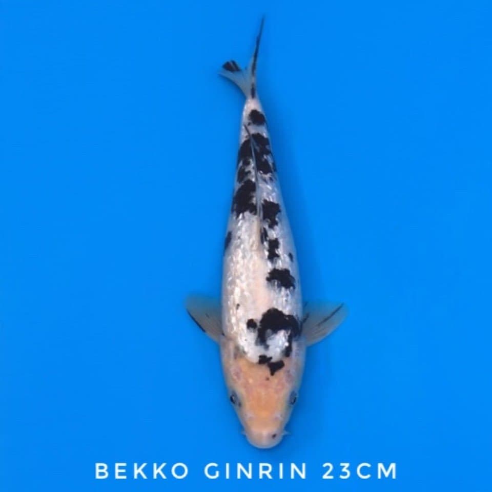 bekko dull ginrin 23cm