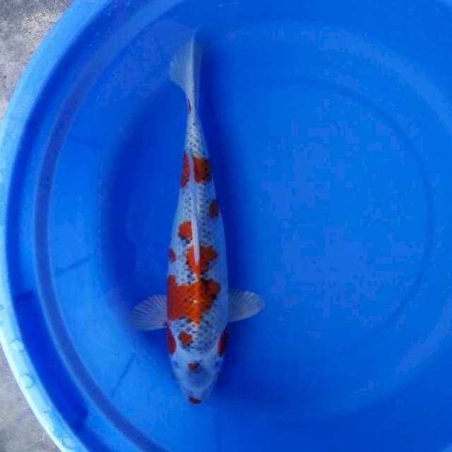 Kujaku 32cm
