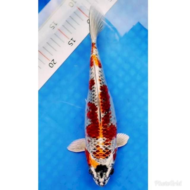 Kujaku punuk