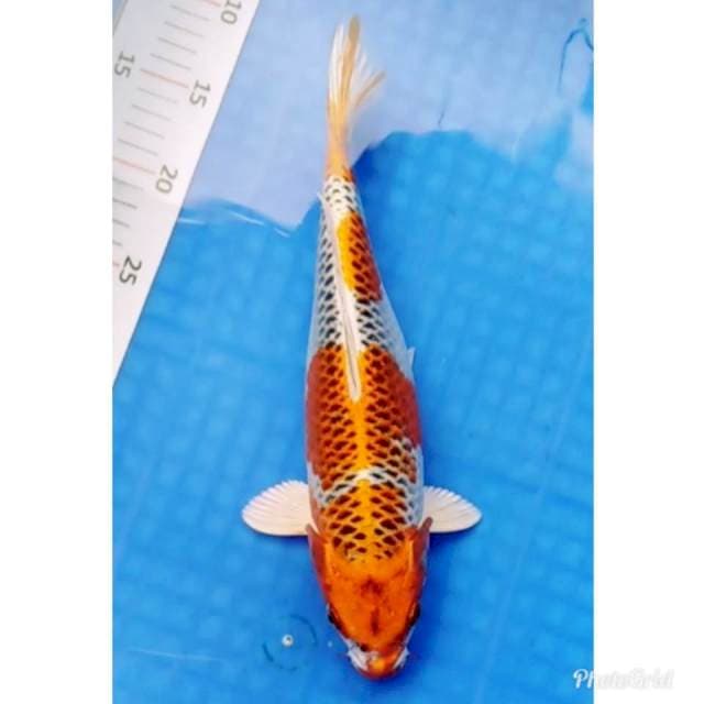 KUJAKU PUNUK