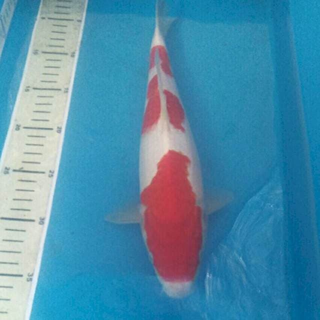 Sandan Kohaku, 34 cm