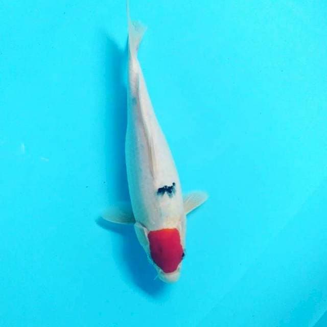 Tancho sanke 28 cm fm