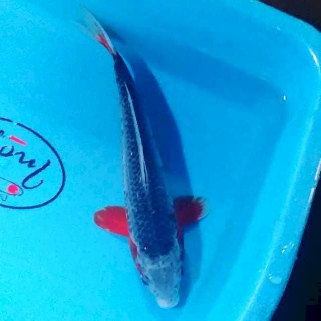 Asaghi 24 cm