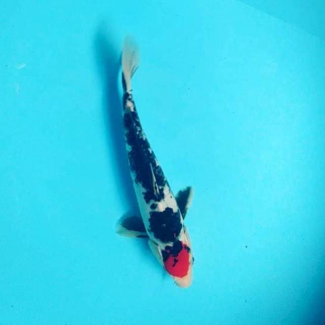 Tancho showa 26 cm