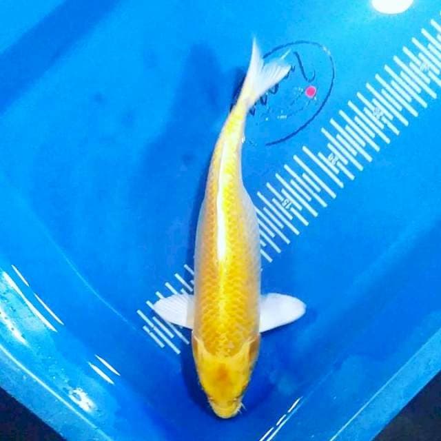 Ogon 28 cm fm