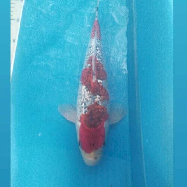 Goshiki Ginrin, male 32 cm