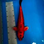 ANTIK 38cm