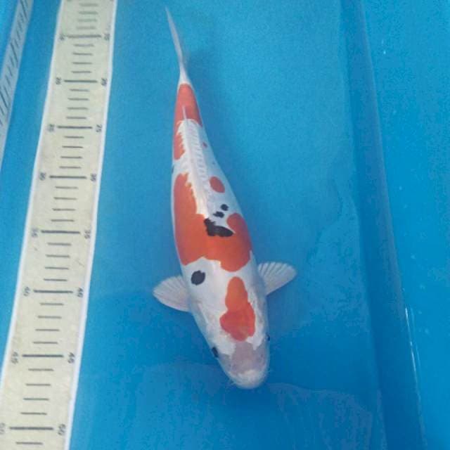 Yamato ~ Heisei Nishiki, male 32 cm