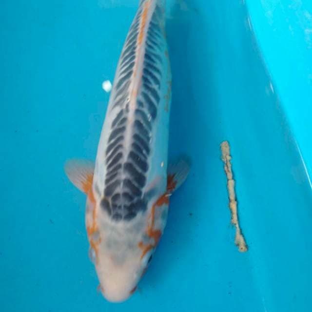 Shusui