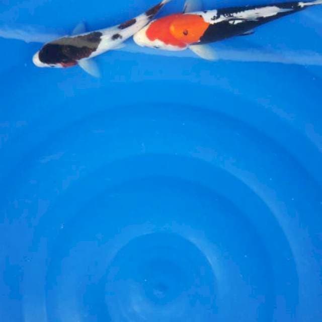 Beni kumon goromo