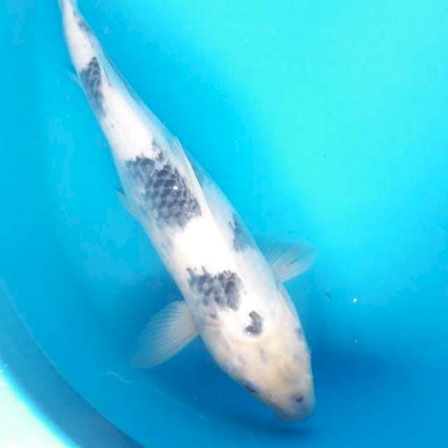 35 cm Shiro 